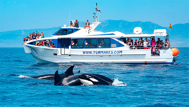 Turmares avistamientos de cetáceos
